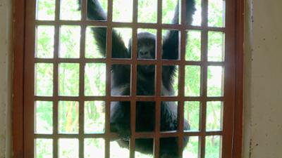 Eisbär, Affe & Co: Folge 201: Ein Geschenk für kleine Gorillas