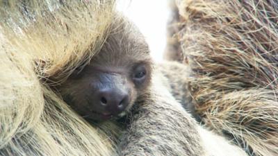Eisbär, Affe & Co: Folge 205: Ein ganz entspanntes Faultierbaby Eisbär, Affe & Co: Folge 205: Ein ganz entspanntes Faultierbaby