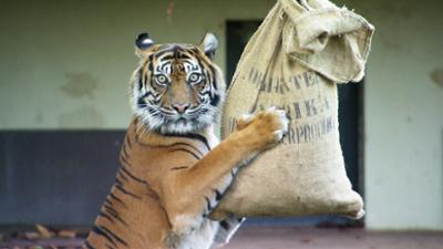 Eisbär, Affe & Co: Folge 183: Tiger-Dame mit feiner Nase