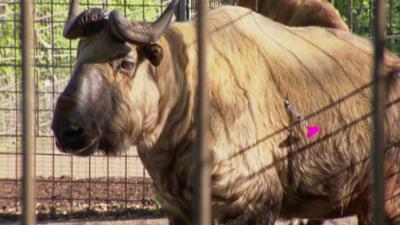 Eisbär, Affe & Co: Folge 206: Impftermin für die Bisons