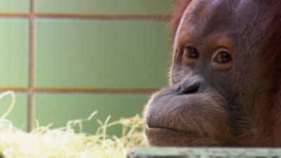 Eisbär, Affe & Co: Folge 207: Video-Dating bei den Orang-Utans
