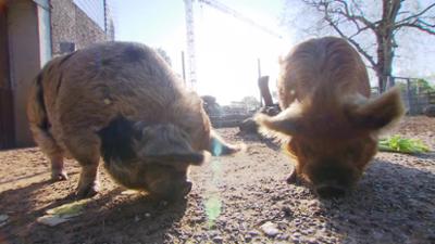 Eisbär, Affe & Co: Nagelprobe bei den Kune-Kune-Schweinen