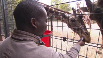 Eisbär, Affe & Co: Folge 193: Besuch aus Afrika