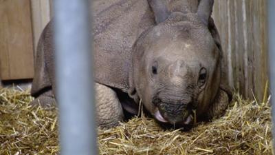 Eisbär, Affe & Co: Folge 194: Nashorn Sani muss zum Tierarzt