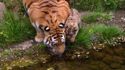 Elefant, Tiger & Co.: Kleine Tiere, große Namen (725)