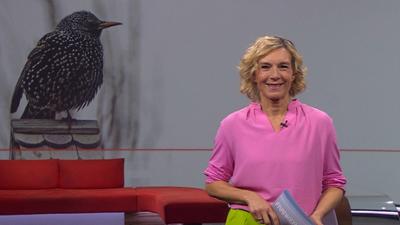 Frankenschau aktuell