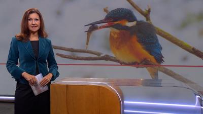 Frankenschau aktuell