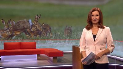 Frankenschau aktuell