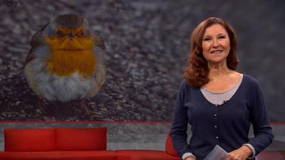 Frankenschau aktuell