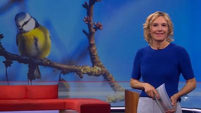 Frankenschau aktuell