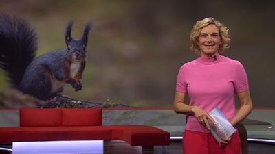 Frankenschau aktuell