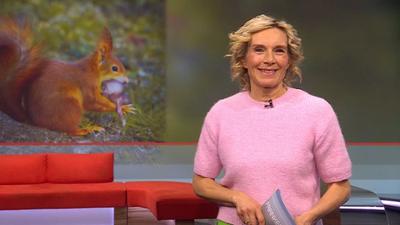 Frankenschau aktuell