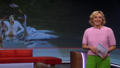 Frankenschau aktuell