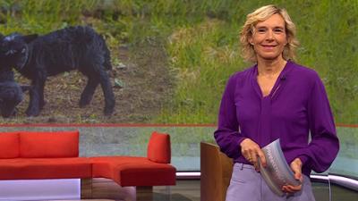 Frankenschau aktuell