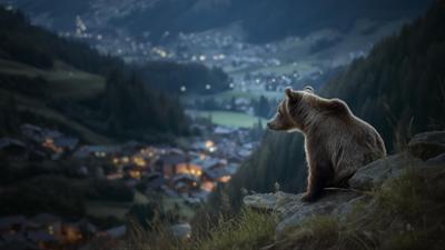 Gefährlich nah - Wenn Bären töten: Gefährlich nah · Wenn Bären töten