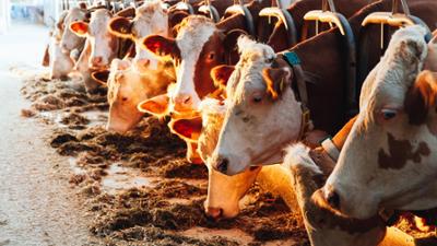 Gesundheit!: Gesunder Kuhstallstaub, Schnittwunden, Skin-Picking-Disorder, Crossfit