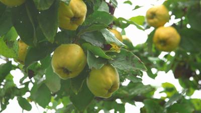 Gesundheit!: Impfung, Sport ab 40, Weidenrinde, Quitten