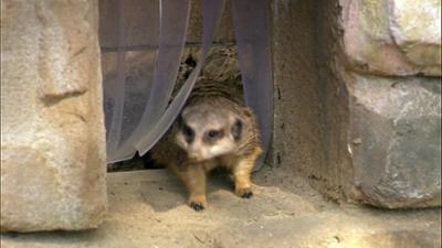 Giraffe, Erdmännchen & Co.: Neue Erdmännchen im Frankfurter Zoo (222)