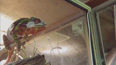 Giraffe, Erdmännchen & Co.: Bunt, bunter, Chamäleon: Ein Fundtier erobert die Herzen (305)