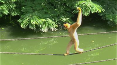 Giraffe, Erdmännchen & Co.: Tierische Mathestunde (244)