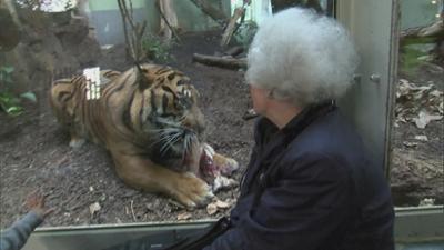 Giraffe, Erdmännchen & Co.: Dinner for Two: Tiger Vanni speist nicht gern allein