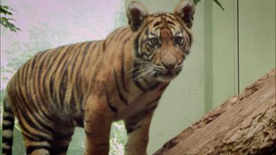 Giraffe, Erdmännchen & Co.: Tigerbaby Berani muss lernen (246)