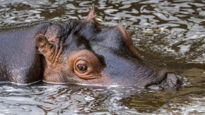 Giraffe, Erdmännchen & Co.: Auch Flusspferde sind reinlich (225)
