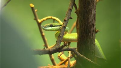 Giraffe, Erdmännchen & Co.: Eine Überraschung für die Erdmännchen (248)