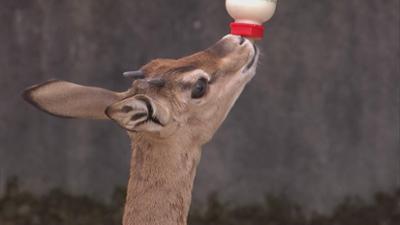 Giraffe, Erdmännchen & Co.: Elefant Tamo auf der Waage (308)