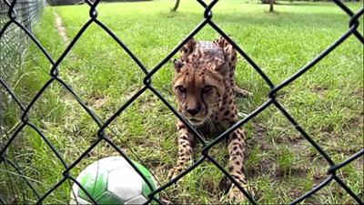 Giraffe, Erdmännchen & Co.: Das Minipferd und die Spritze (226)