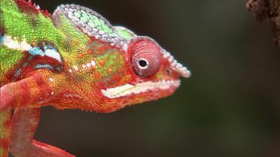 Giraffe, Erdmännchen & Co.: Die Pinguine kommen (290)