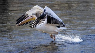 Giraffe, Erdmännchen & Co.: Dori macht sich dünne (291)