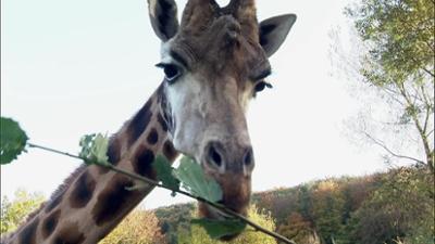 Giraffe, Erdmännchen & Co.: Ein letzter Rundgang (249)