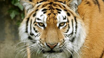 Giraffe, Erdmännchen & Co.: Malea (293)