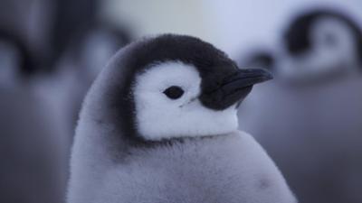 Giraffe, Erdmännchen & Co.: Vaterstolz im Aquarium (229)