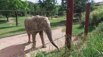 Giraffe, Erdmännchen & Co.: Ein neuer Elefantenbulle für den Opel-Zoo (213) Giraffe, Erdmännchen & Co.: Ein neuer Elefantenbulle für den Opel-Zoo (213)