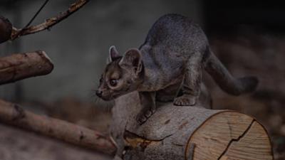 Giraffe, Erdmännchen & Co.: Ein Fossa am Hochseil (294)