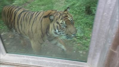 Giraffe, Erdmännchen & Co.: Bruchlandung im Katzendschungel (313)