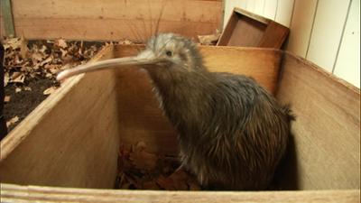 Giraffe, Erdmännchen & Co.: Tierärztin auf Achse (231)