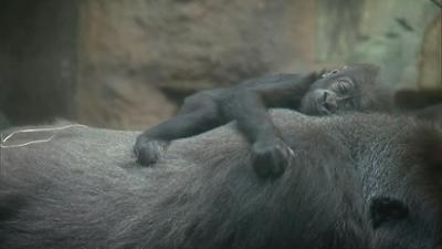 Giraffe, Erdmännchen & Co.: Ein Gorillababy namens Wela (297)