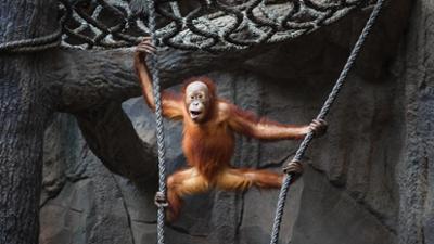 Giraffe, Erdmännchen & Co.: Spuk im Orang-Utan-Gehege (216) Giraffe, Erdmännchen & Co.: Spuk im Orang-Utan-Gehege (216)