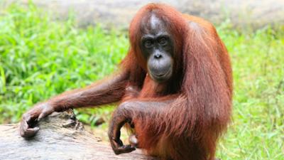 Giraffe, Erdmännchen & Co.: Blind Date bei den Orang-Utans (316)