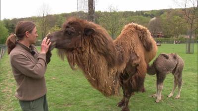 Giraffe, Erdmännchen & Co.: Freude und Enttäuschung bei den Nandus (218)