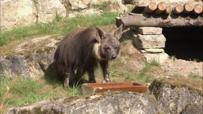 Giraffe, Erdmännchen & Co.: Tamo darf raus! (236)