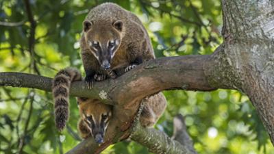 Giraffe, Erdmännchen & Co.: Ein Paradies für Nasenbären – Bruno und Maja auf Entdeckungstour (298)