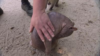 Giraffe, Erdmännchen & Co.: Ein nackter Nasenbär (237)