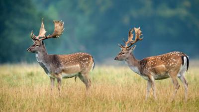 Giraffe, Erdmännchen & Co.: Zwei Hirsche für Israel (299)