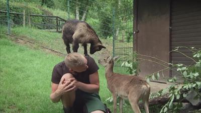Giraffe, Erdmännchen & Co.: Badespaß im Seehundbecken (320)