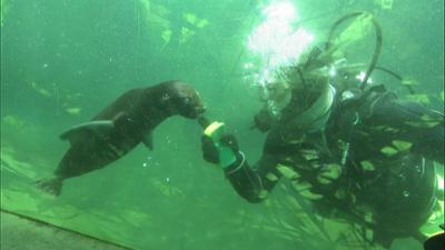 Giraffe, Erdmännchen & Co.: Unter Wasser bei den Seebären (238)