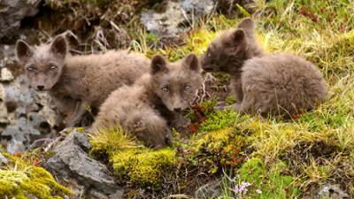Giraffe, Erdmännchen & Co.: Höhlenforscher bei den Eisfuchsbabys (301)